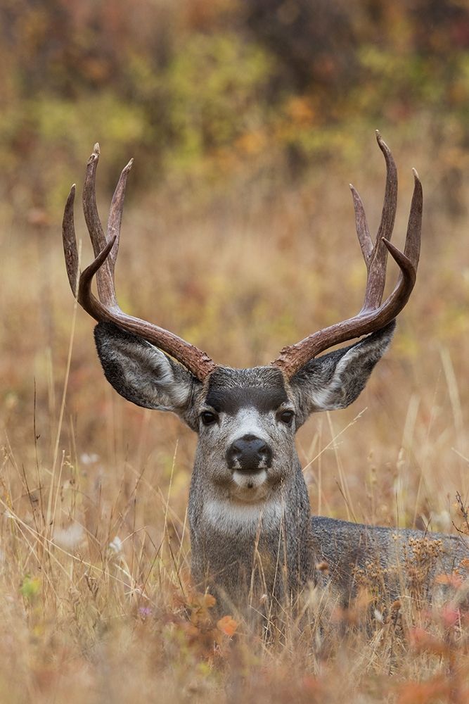 Mule Deer Buck